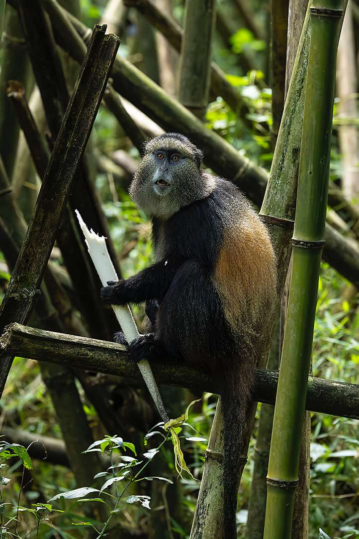 Golden Monkey (Cercopithecus mitis kandti) eating bamboo, Mgahinga Gorilla National Park