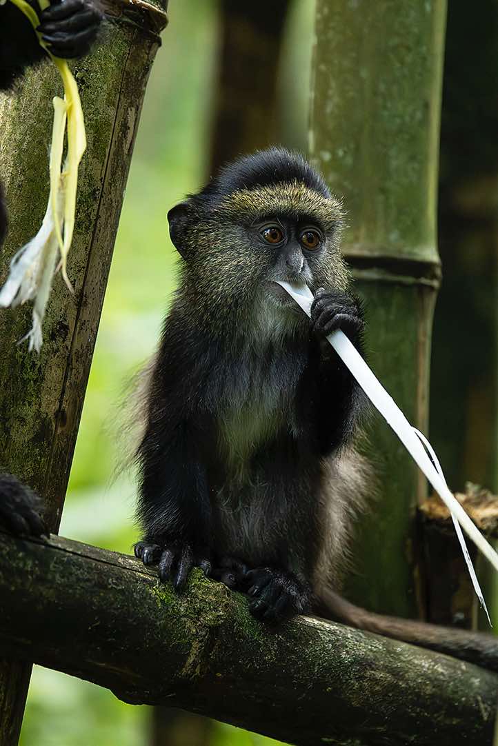 Young Golden Monkey (Cercopithecus mitis kandti) eating bamboo, Mgahinga Gorilla National Park