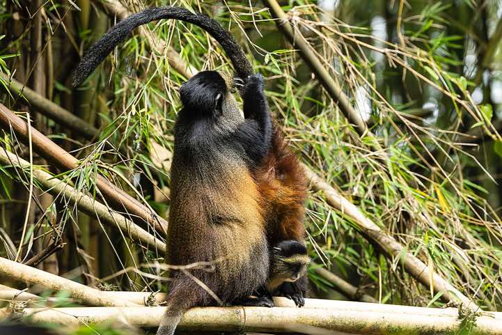 Golden Monkeys (Cercopithecus mitis kandti) grooming, Mgahinga Gorilla National Park
