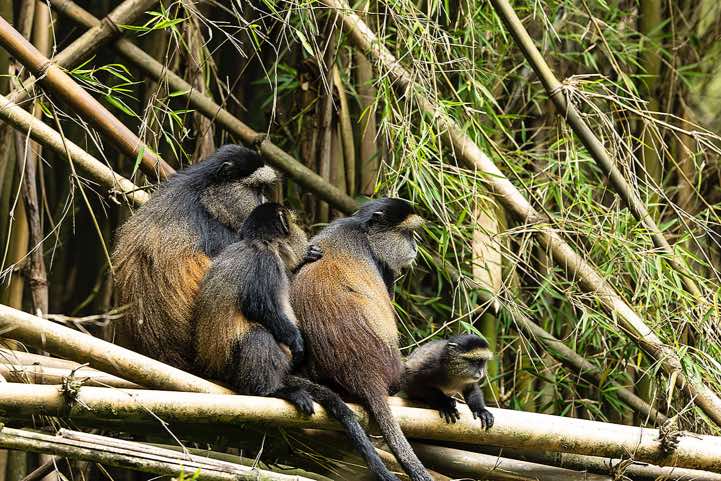 Golden Monkeys (Cercopithecus mitis kandti) grooming, Mgahinga Gorilla National Park
