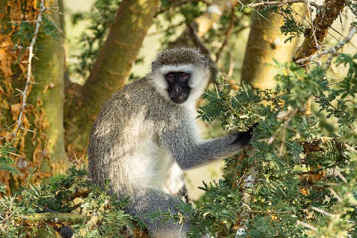 Vervet Monkey (Chlorocebus pygerythrus), Lake Mburo National Park