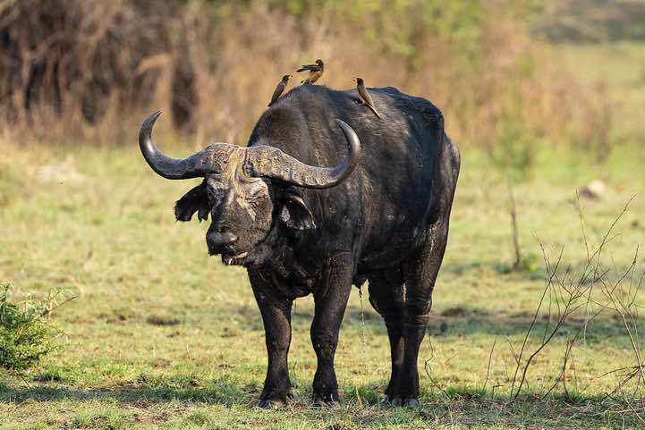 African Buffalo (Syncerus caffer) with Yellow-billed Oxpecker (Buphagus africanus) sitting on top, Lake Mburo National Park