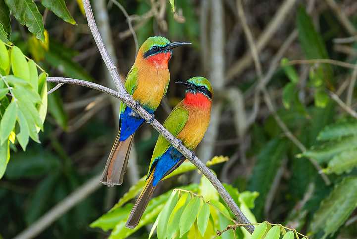 Pair of Red-throated Bee-eaters (Merops bulocki), Victoria Nile