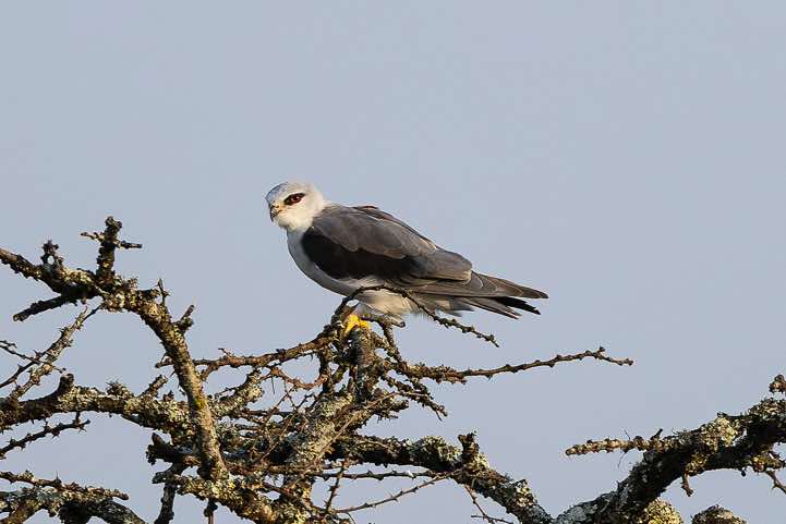 Black-winged Kite (Elanus caeruleus), Lake Mburo National Park