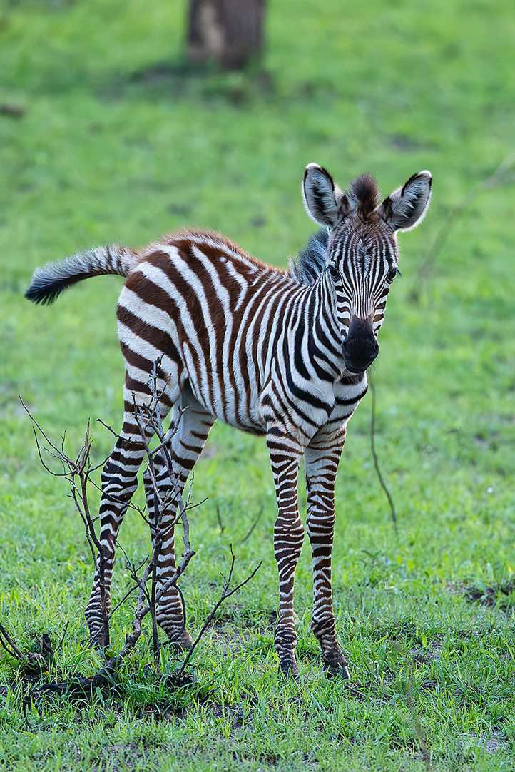 Young Burchell's Zebra (Equus quagga burchellii), Lake Mburo National Park