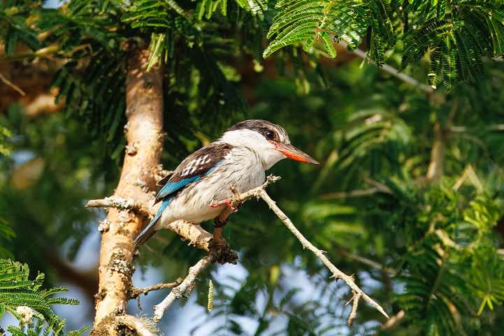 Striped Kingfisher (Halcyon chelicuti), Lake Mburo National Park