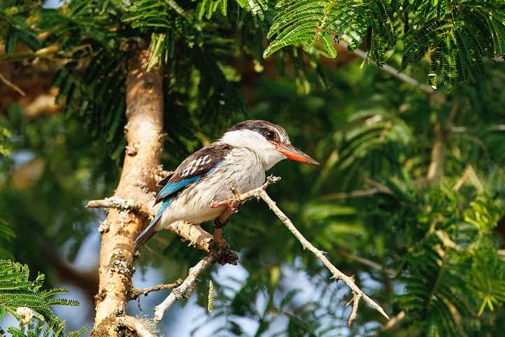 Striped Kingfisher (Halcyon chelicuti), Lake Mburo National Park