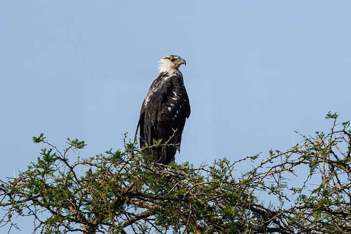Juvenile African Fish Eagle (Haliaeetus vocifer), Lake Mburo National Park