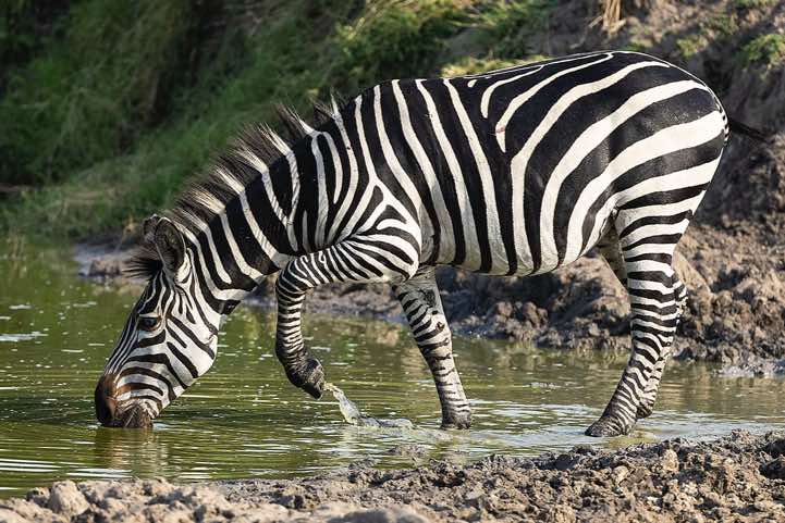 Burchell's Zebra (Equus quagga burchellii) drinking at a waterhole, Lake Mburo National Park