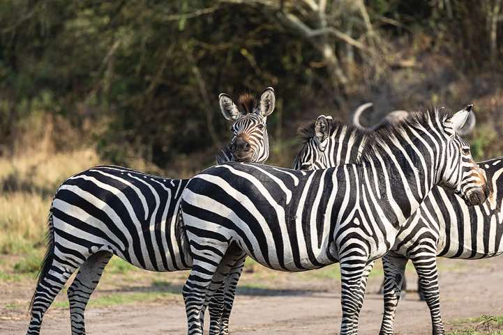 Burchell's Zebras (Equus quagga burchellii), Lake Mburo National Park