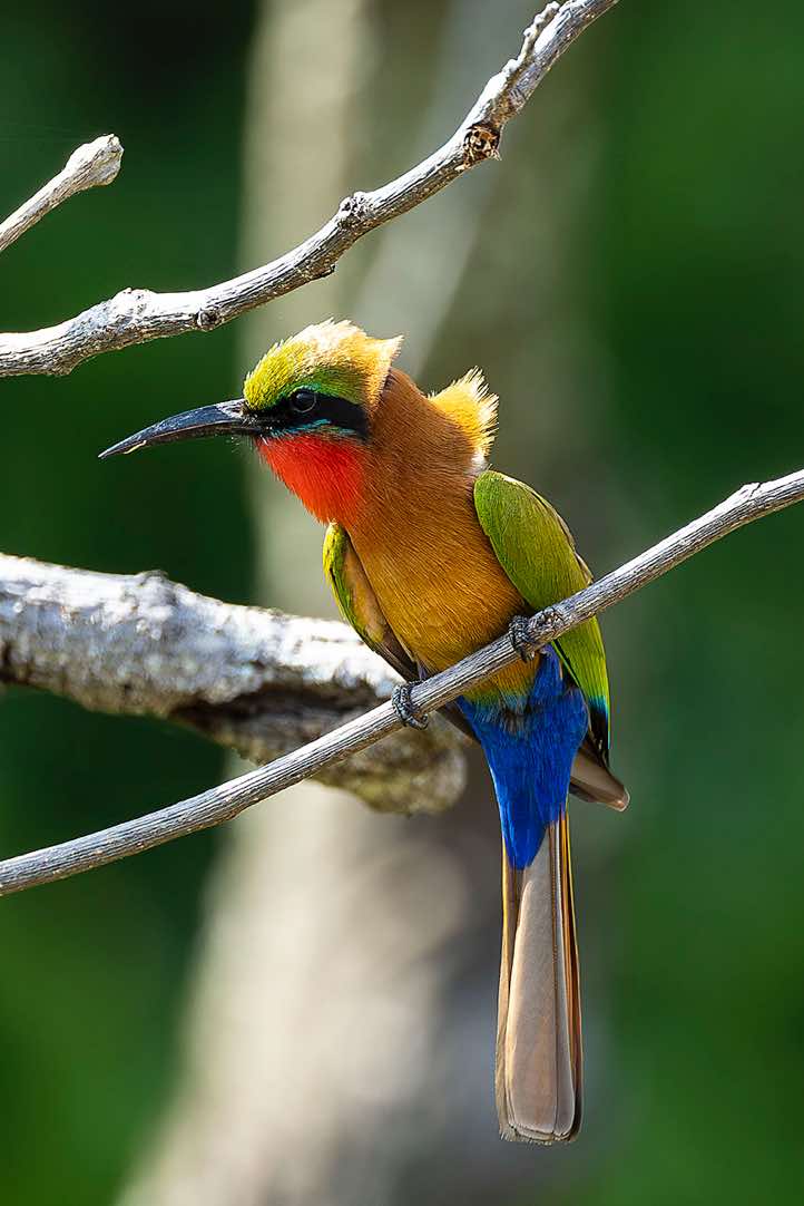 Red-throated Bee-eater (Merops bulocki), Victoria Nile