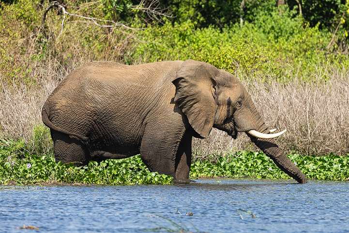 Elephant, Victoria Nile