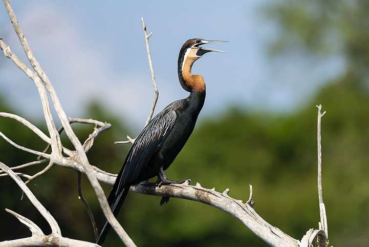 Male African Darter (Anhinga rufa), Victoria Nile