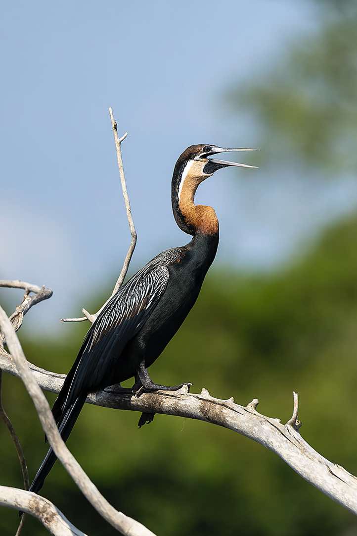Male African Darter (Anhinga rufa), Victoria Nile