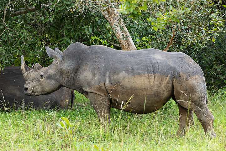 Southern White Rhinoceros (Ceratotherium simum simum), Ziwa Rhino Sanctuary