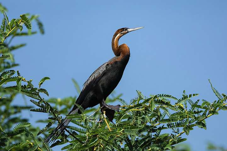 Male African Darter (Anhinga rufa), Victoria Nile