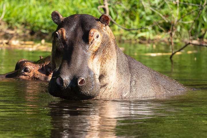 Hippos (Hippopotamus amphibius), Victoria Nile