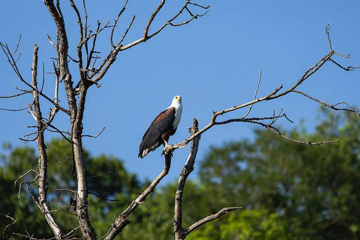African Fish Eagle (Haliaeetus vocifer), Victoria Nile