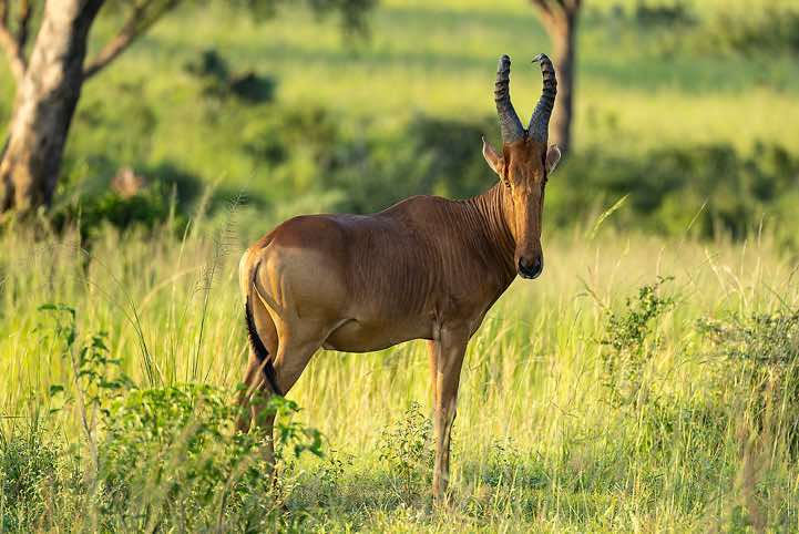 Male Lelwel Hartebeest or Jackson's Hartebeest (Alcelaphus buselaphus lelwel), Murchison Falls National Park
