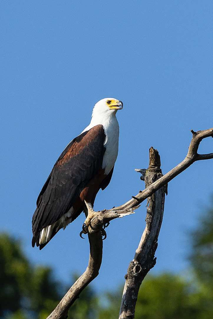 African Fish Eagle (Haliaeetus vocifer), Victoria Nile
