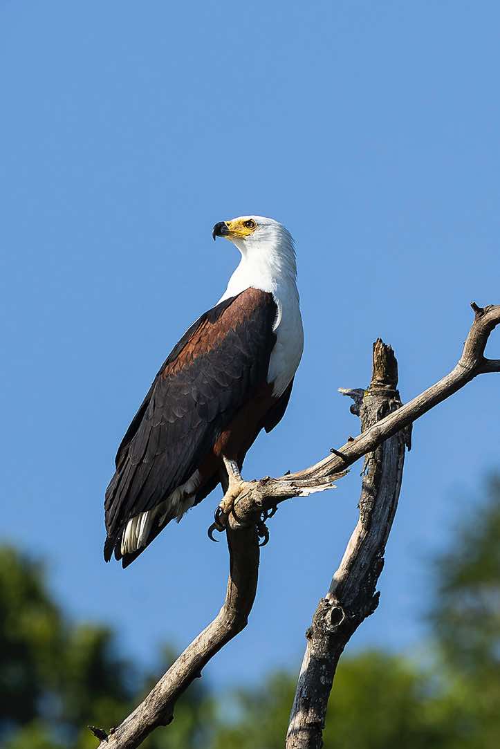 African Fish Eagle (Haliaeetus vocifer), Victoria Nile