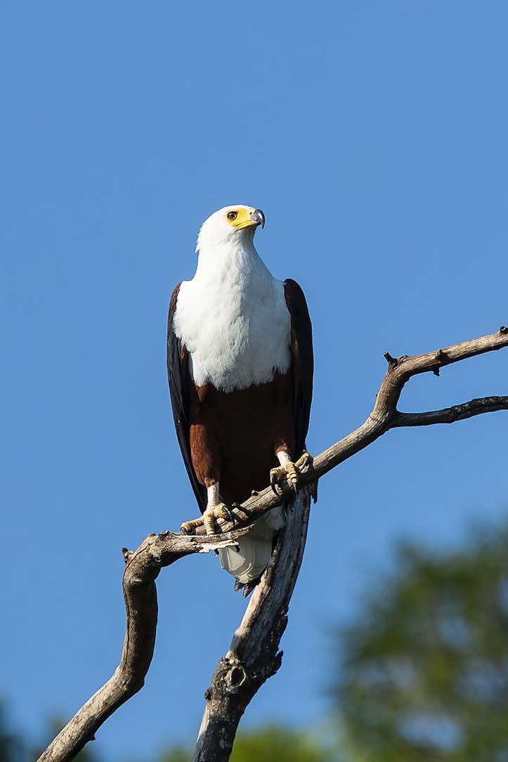 African Fish Eagle (Haliaeetus vocifer), Victoria Nile