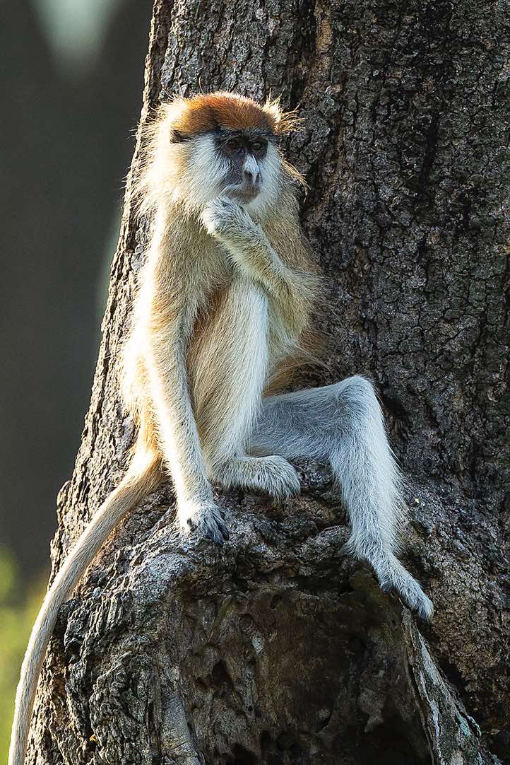 Patas Monkey or Hussar Monkey (Erythrocebus patas), Murchison Falls National Park