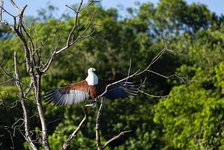 African Fish Eagle (Haliaeetus vocifer) spreading its wings, Victoria Nile