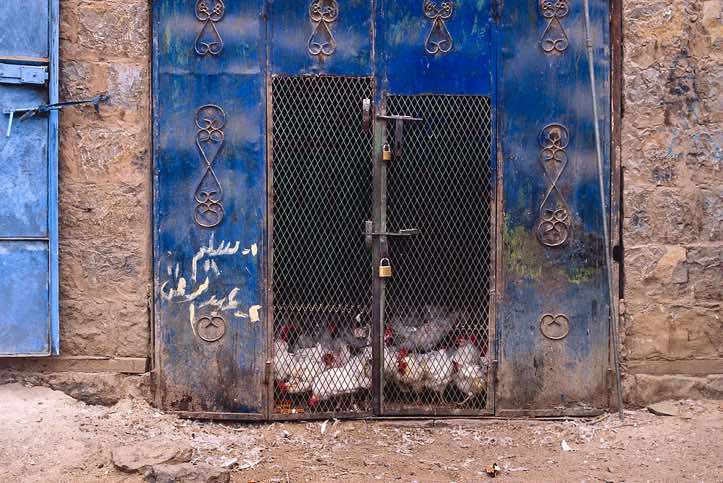 Chicken prison, Al Tawilah