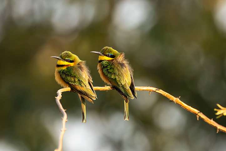 Pair of Little Bee-eaters (Merops pusillus), South Luangwa National Park