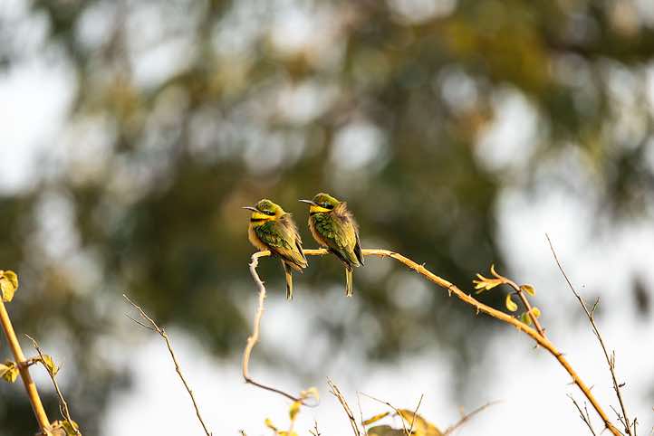 Pair of Little Bee-eaters (Merops pusillus), South Luangwa National Park