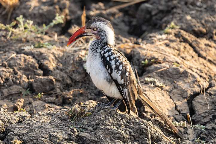 Southern Red-billed Hornbill (Tockus rufirostris), South Luangwa National Park