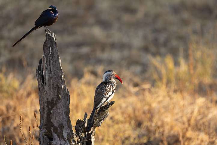 Burchell's Starling or Burchell's Glossy-Starling (Lamprotornis australis) and Southern Red-billed Hornbill (Tockus rufirostris), South Luangwa National Park