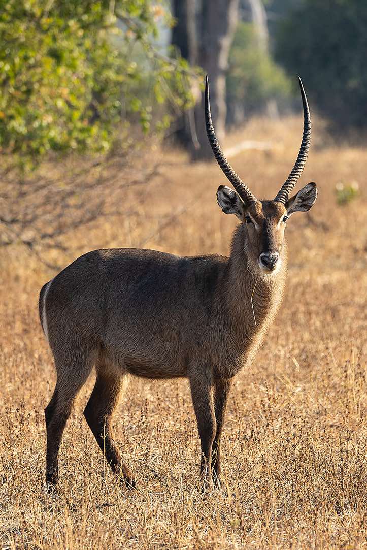 Male Waterbuck (Kobus ellipsiprymnus), South Luangwa National Park