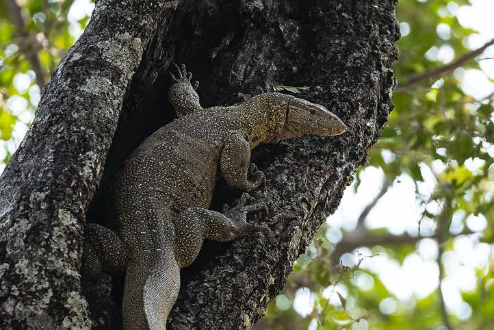 Nile Monitor Lizard (Varanus niloticus) climbing a tree, North Luangwa National Park