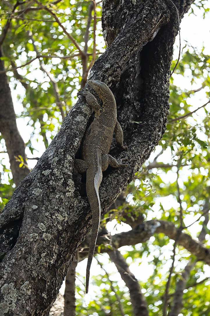 Nile Monitor Lizard (Varanus niloticus) climbing a tree, North Luangwa National Park