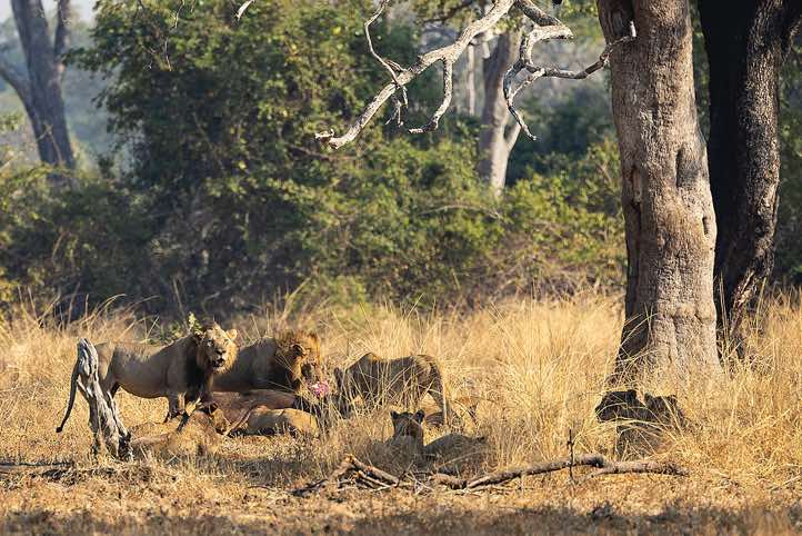 Lions (Panthera leo) at a kill, South Luangwa National Park