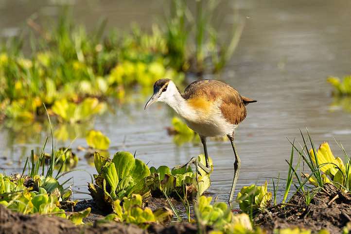 African Jacana (Actophilornis africanus), South Luangwa National Park