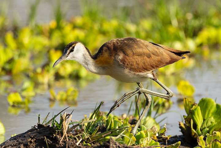 African Jacana (Actophilornis africanus), South Luangwa National Park