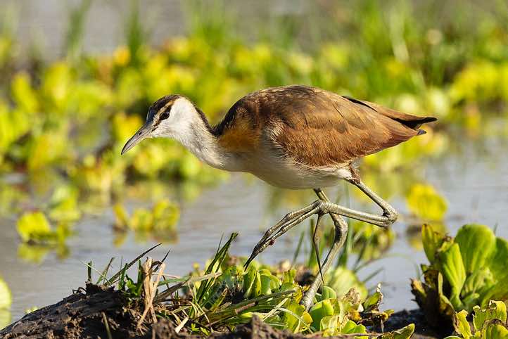 African Jacana (Actophilornis africanus), South Luangwa National Park