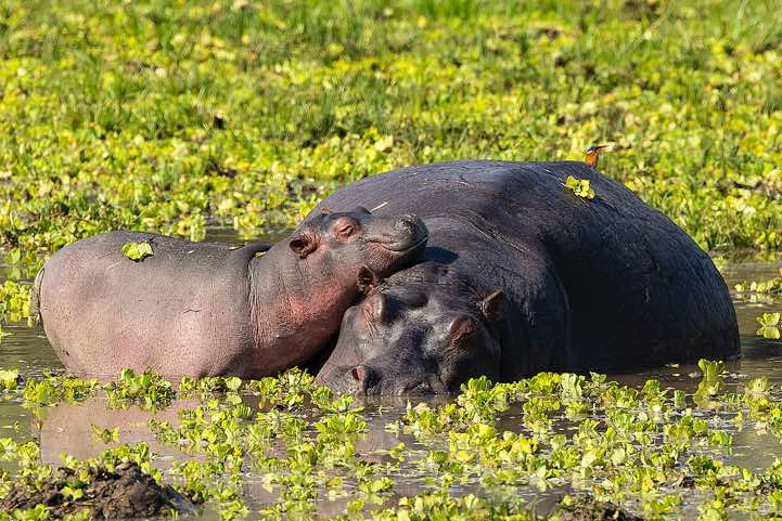 Resting Hippo (Hippopotamus amphibius) with calf, Malachite Kingfisher (Corythornis cristatus) sitting on top, South Luangwa National Park