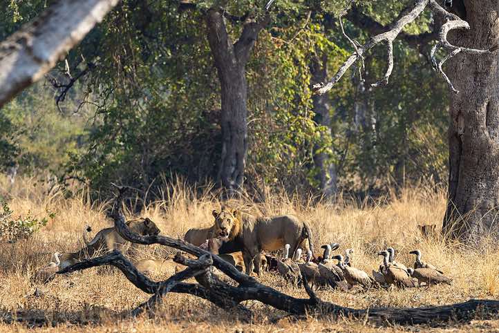 Lions (Panthera leo) and vultures at a kill, South Luangwa National Park