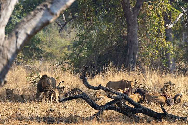 Lions (Panthera leo) at a kill, South Luangwa National Park