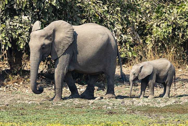 Elephant cow with calf, South Luangwa National Park