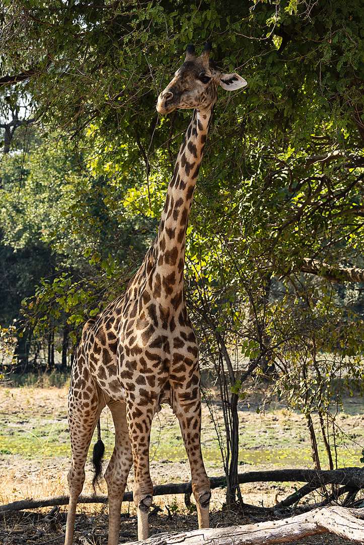 Thornicroft's Giraffe (Giraffa camelopardalis thornicrofti), South Luangwa National Park