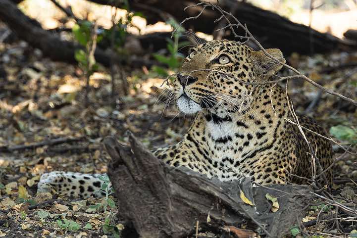Leopard (Panthera pardus), South Luangwa National Park