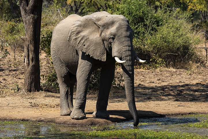 Elephant, seen inside Wildlife Camp near South Luangwa National Park