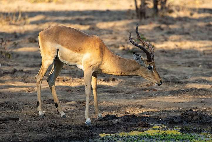 Male Impala or Rooibok (Aepyceros melampus) at a watering hole, South Luangwa National Park