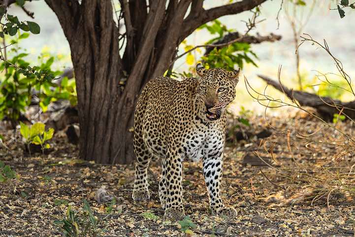 Leopard (Panthera pardus), South Luangwa National Park