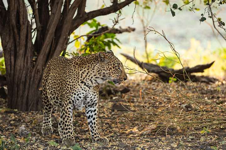 Leopard (Panthera pardus), South Luangwa National Park
